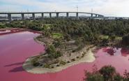 墨尔本郊区现粉红湖泊