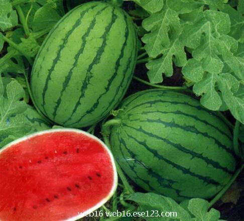 西瓜1