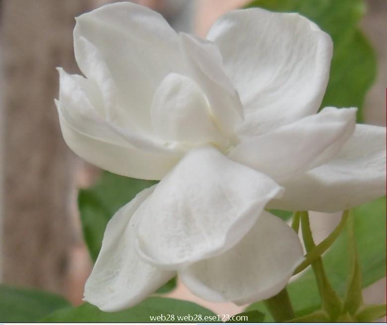 茉莉花1
