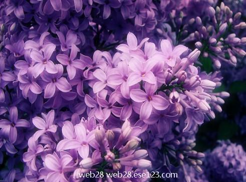 紫丁香1